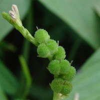 Spigelia anthelmia L.